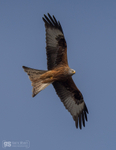 Red Kite
