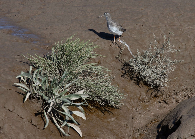 Common Redshank - Dee Estuary - North Wales