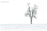 McGregors Tree (IMG1031)