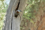 Krupers Nuthatch