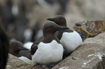 Common Guillemots