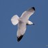 Audouin's Gull (Larus audouinii) ad