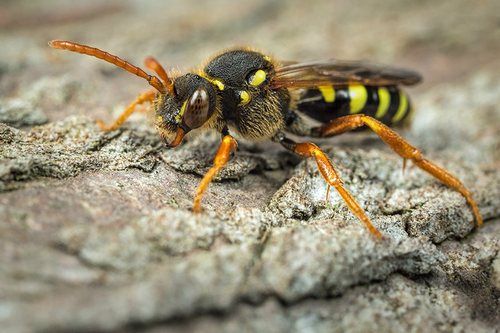 [i]Nomada goodeniana[/i] female. Near an [i]Andrena nigroaenea[/i] colony. Staffordshire, April 2015.
