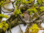 Nightingale