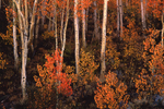 Fall Aspens, Bishop Creek