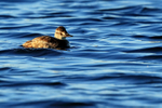 Ruddy Duck portfolio