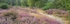Hesworth Heather
