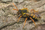 Nomada goodeniana (f)