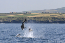 Bottlenose Explosion