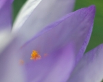 Crocus