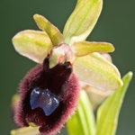Ophrys bertoloniiformis (syn. O. bertoloni ssp bertoloniiformis)