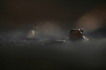common frog at night