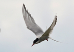 Arctic Tern