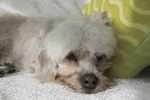 Dandie