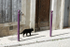 Tranquility cat