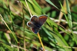 Brown Argus