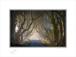 2014-006C The Mystical Dark Hedges