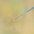 GRASS & MORNING DEW, 2017 - NORFOLK COUNTY