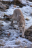 Puma (male) descends frosty slope, Torres del Paine, Chile
