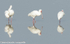 Spoonbill
