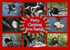 XM064 NEW 2026 - Xmas - Black Swan Collage
