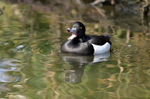 Tufted Duck
