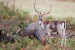 Fallow Deer