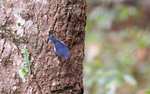Velvet-fronted Nuthatch