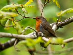 Robin