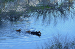 Moose Crossing