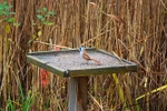 Bearded Tit
