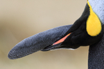 King Penguin preening flipper, Volunteer Point, Falklands