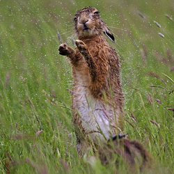 Brown Hare