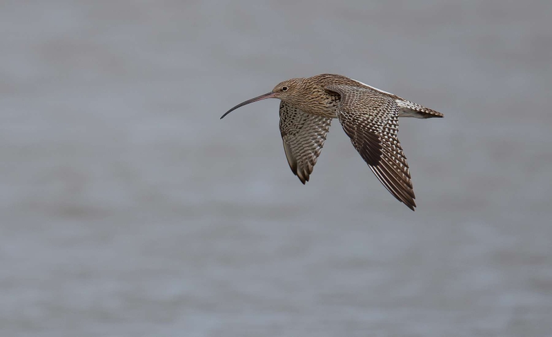 Eurasian Curlew - Dee Estuary - North Wales