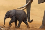 _84Y1131 Amboseli