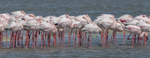 Lesser Flamingo in wind