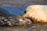 Atlantic Grey Seal
