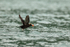 Tufted Puffin takes off from sea, Duck Island, Alaska