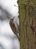 Treecreeper