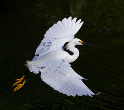 Birds 167