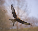 RED KITE 4