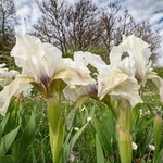 Twin-flowered Iris (Iris bicapitata) usually blue-violet but also in yellow, white and lilac