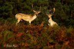 Fallow Deer Stags - Bradgate Park