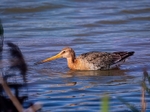Black-tailed Godwit