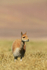 Vicuna feeding in grass, Chile