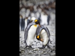 King Penguins Preening