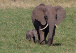Masai Mara Elephants 12