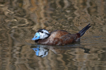 White-headed Duck
