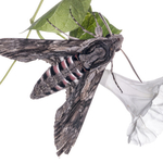 ITA_PHD_20120811-047