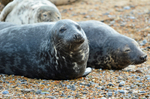 Common Seals